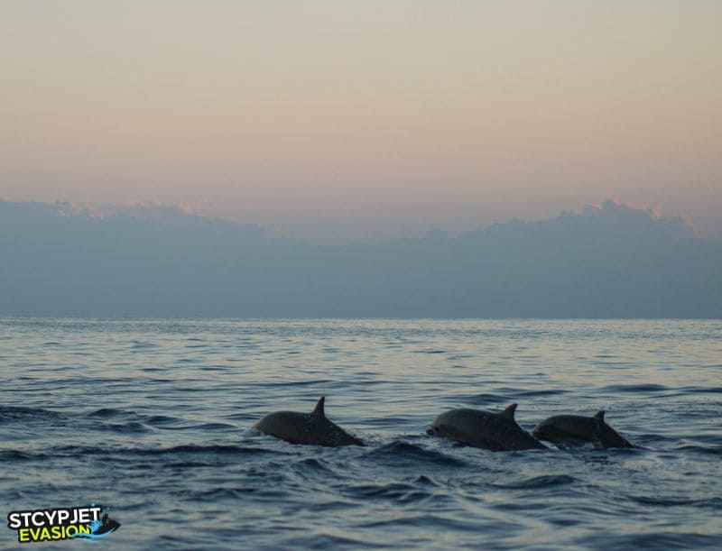 dauphins saint cyprien 66