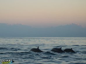 dauphins saint cyprien 66